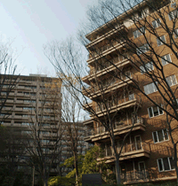 賃貸生活の部屋作りであると便利な観葉植物